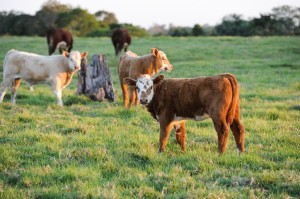 Hereford Charolais Cross Calves